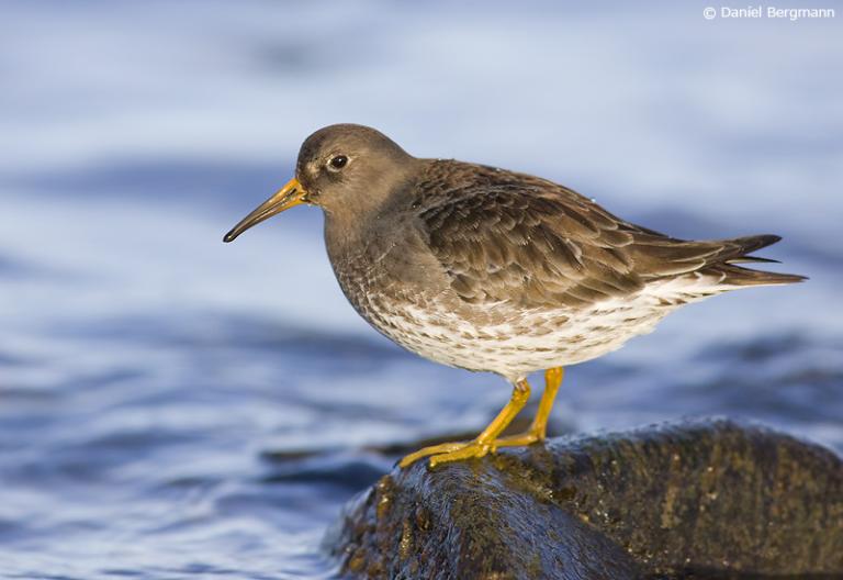 Sendlingur (Calidris maritima)