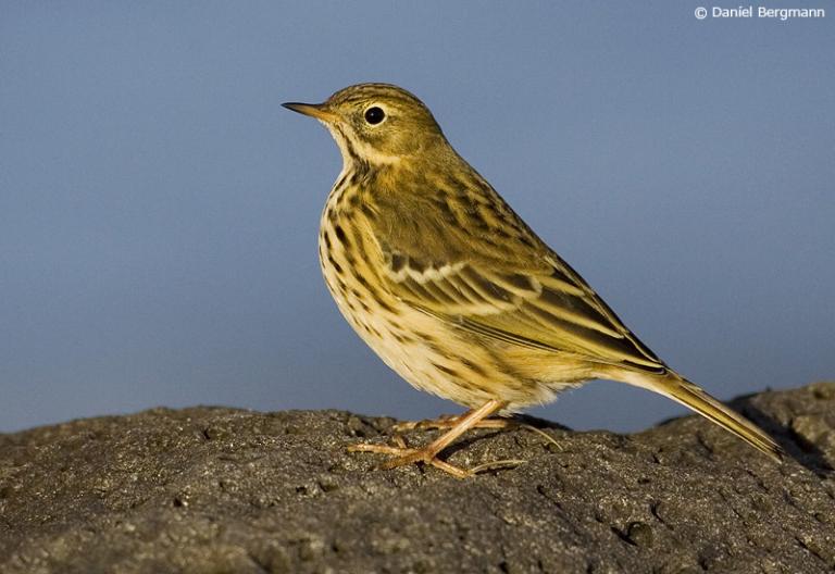 Þúfutittlingur (Anthus pratensis)