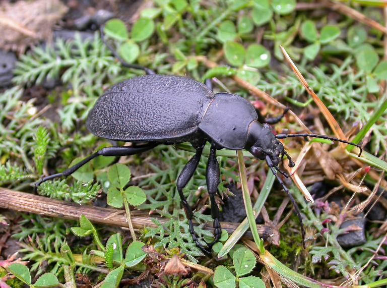Leðursmiður – Carabus coriaceus
