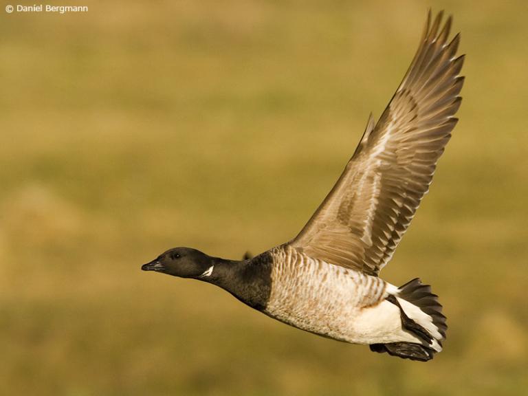 Margæs (Branta bernicla)