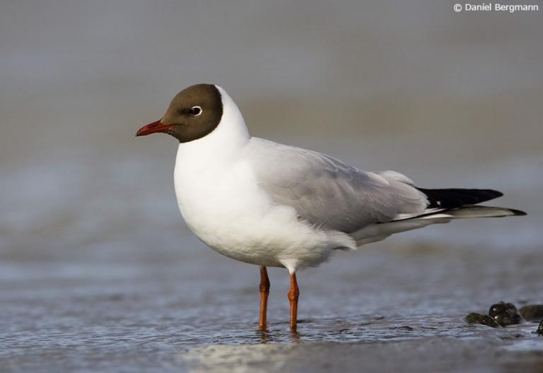 Hettumáfur að sumri (Chroicocephalus ridibundus)