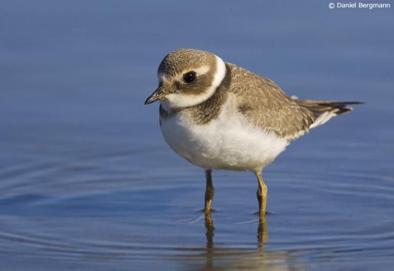 Sandlóa (Charadrius hiaticula).