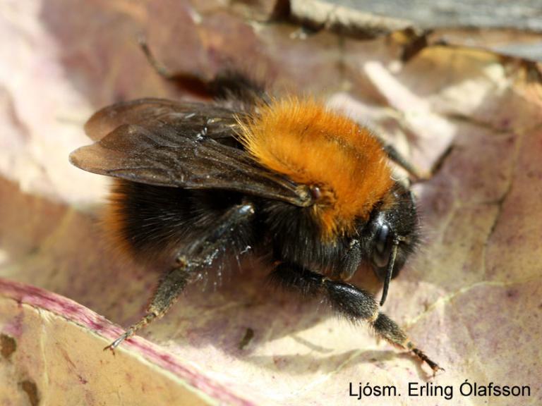 Ryðhumla - Bombus pascuorum