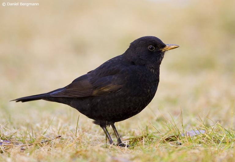 Svartþröstur (Turdus merula)