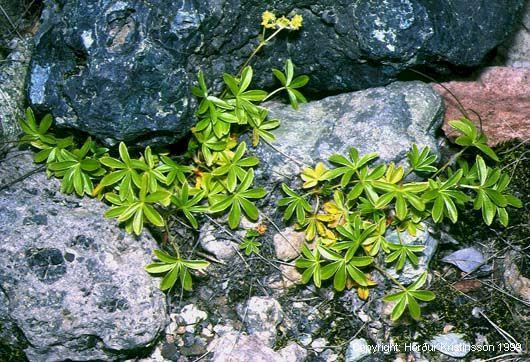 Mynd af Ljónslappi (Alchemilla alpina)