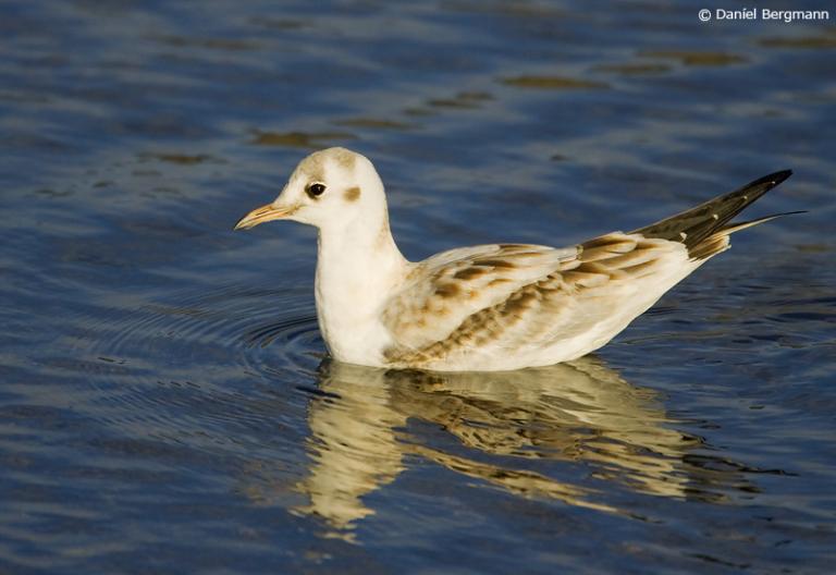 Hettumáfur, ungfugl, að hausti (Chroicocephalus ridibundus)