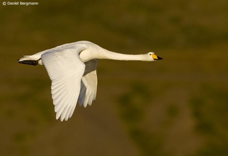 Álft (Cygnus cygnus) Álft (Cygnus cygnus)