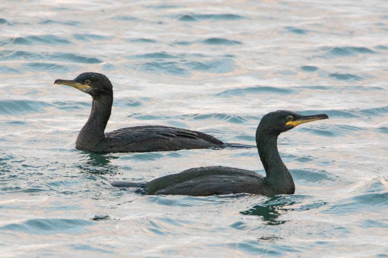 Toppskarfur (Gulosus aristotelis)