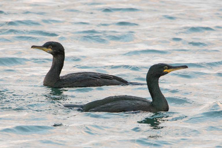 Toppskarfur (Phalacrocorax aristotelis)