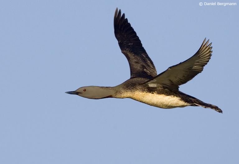 Lómur (Gavia stellata)