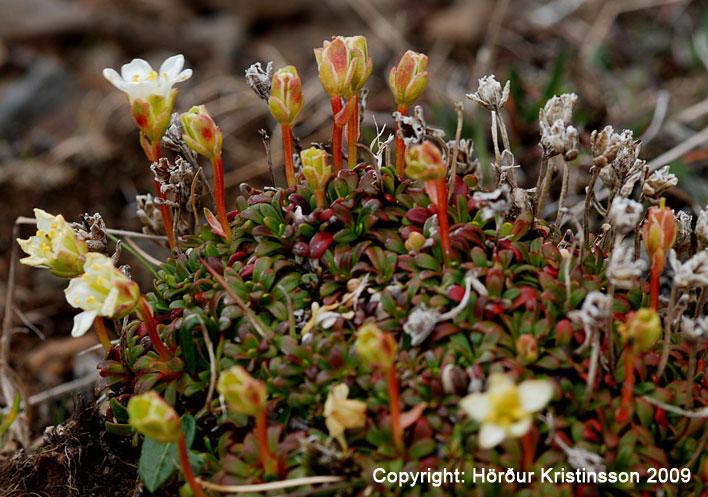 Mynd af Fjallabrúðu (Diapensia lapponica)