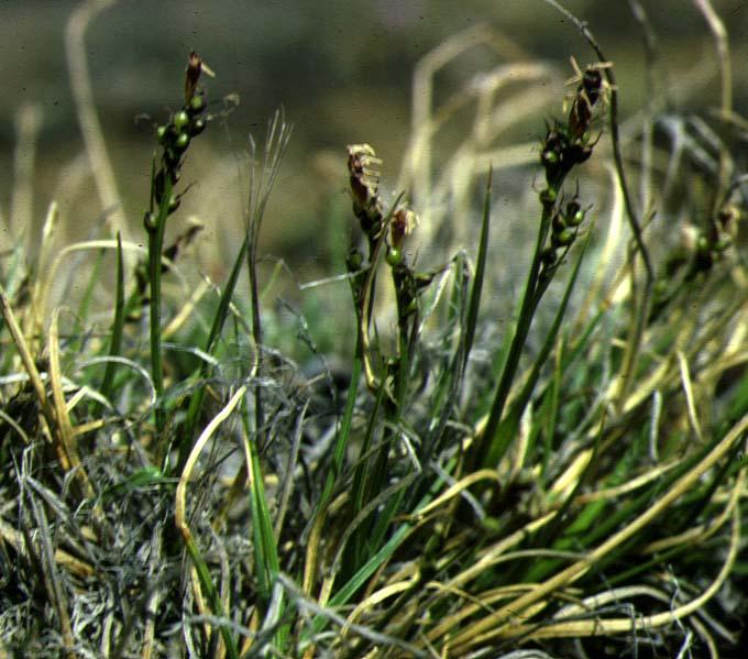 Mynd af Dvergstör (Carex glacialis)