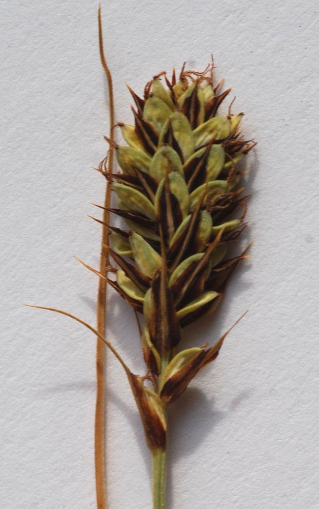 Mynd af klumbustör (Carex buxbaumii)