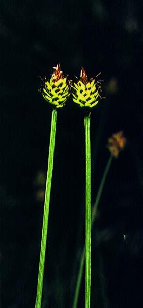 Mynd af Hnappstör (Carex capitata)