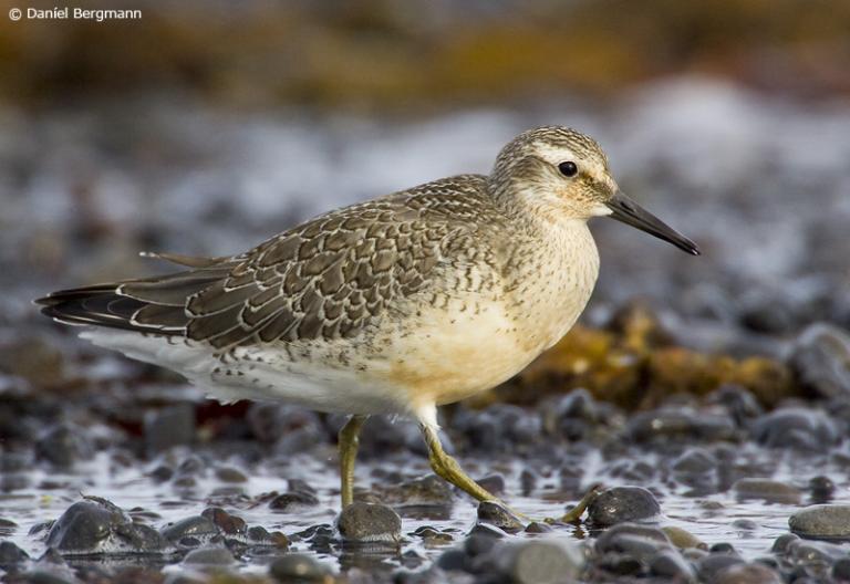 Rauðbrystingur (Calidris canutus)