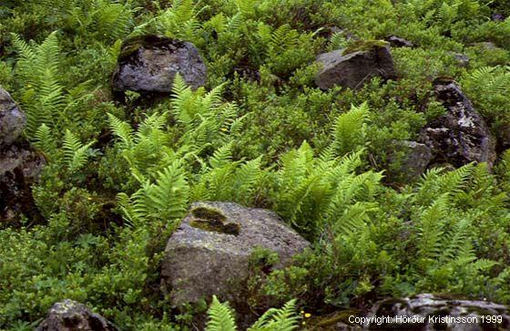 Mynd af Stóraburkna (Dryopteris filix-mas)