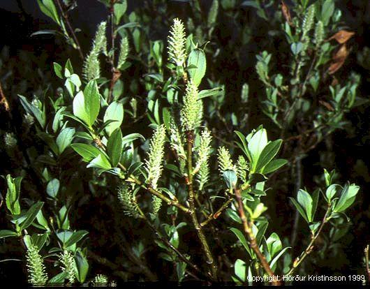 Mynd af Gulvíðir (Salix phylicifolia)