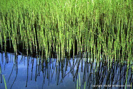 Mynd af Fergin (Equisetum fluviatile)