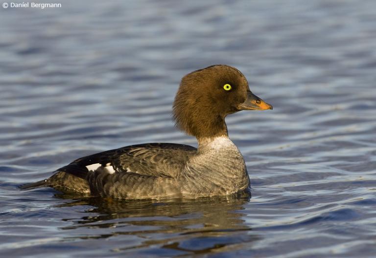 Húsönd (Bucephala islandica)