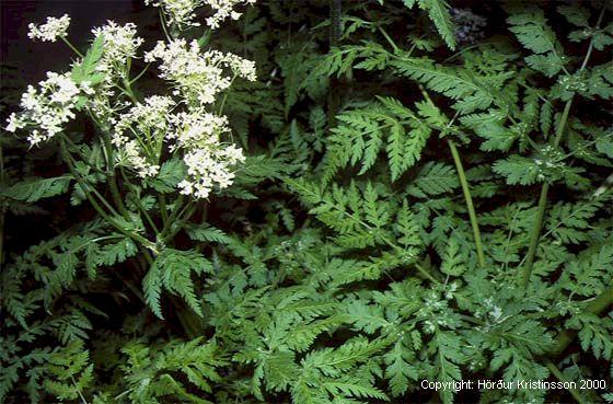 Mynd af Skógarkerfill (Anthriscus sylvestris)