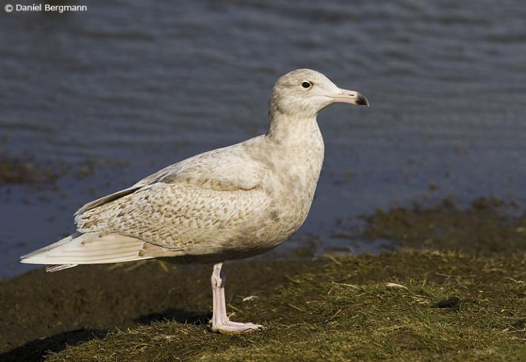 Hvítmáfur, ungfugl (Larus hyperboreus) Hvítmáfur, ungfugl (Larus hyperboreus)