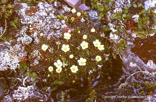 Mynd af Fjallabrúðu (Diapensia lapponica)