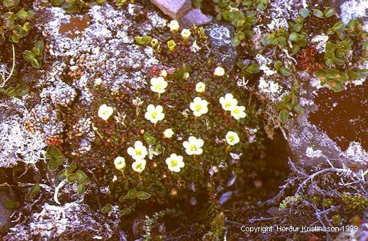 Mynd af Fjallabrúða (Diapensia lapponica)