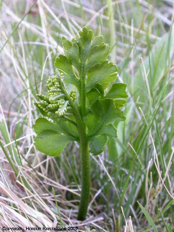 Mynd af Mánajurt (Botrychium boreale)
