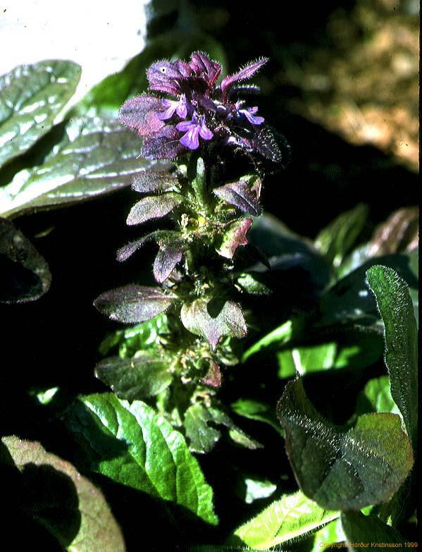 Mynd af Lyngbúi (Ajuga pyramidalis)