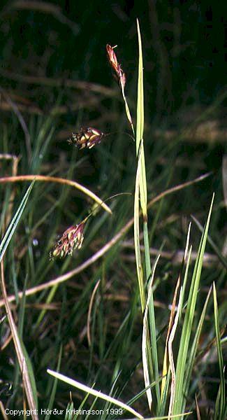 Mynd af Keldustör (Carex paupercula)