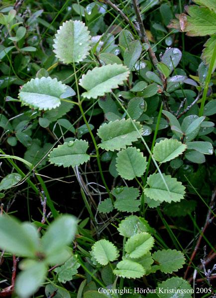 Mynd af Blóðkollur (Sanguisorba officinalis)