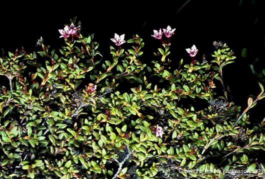 Mynd af Sauðamergi (Loiseleuria procumbens)