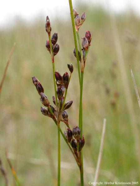 Mynd af Fitjasef (Juncus gerardii)