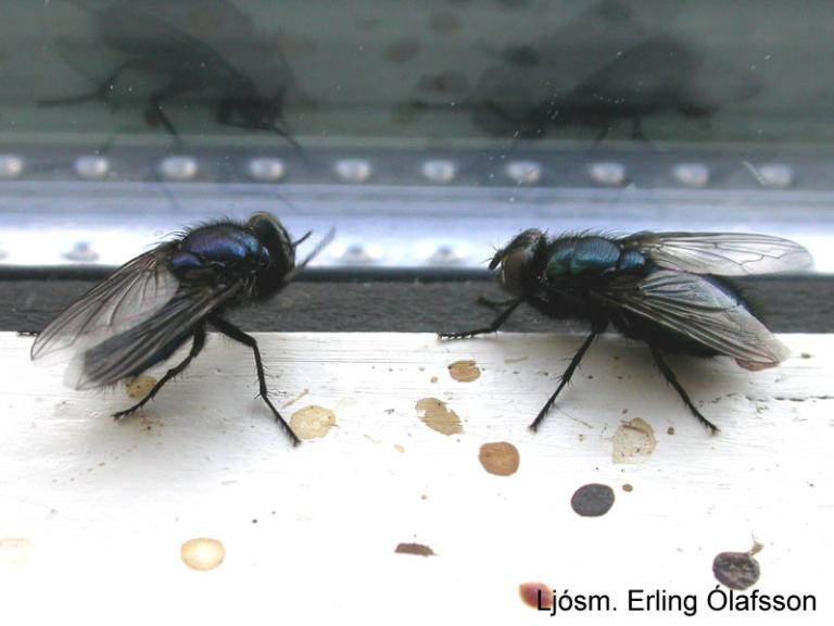 Kirkjubokka - Phrotophormia terraenovae Kirkjubokka - Phrotophormia terraenovae