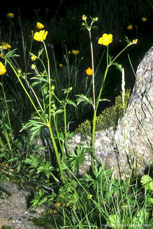 Mynd af Brennisóley (Ranunculus acris)