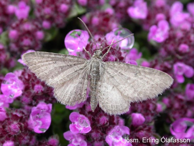 Mófeti - Eupithecia satyrata Mófeti - Eupithecia satyrata