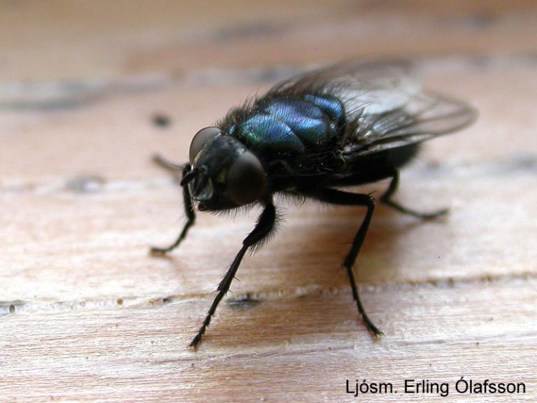 Kirkjubokka - Protophormia terraenovae Kirkjubokka - Protophormia terraenovae