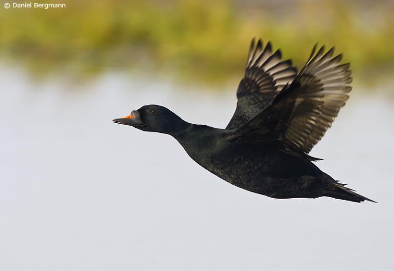 Hrafnsönd (Melanitta nigra) 