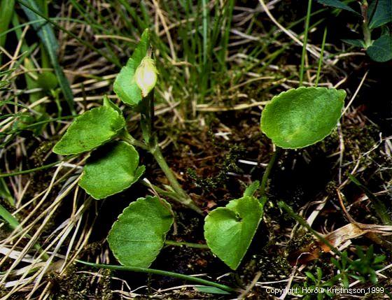 Mynd af Skógfjóla (Viola riviniana)