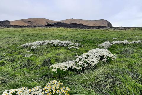 Gróðursamfélag í máfavarpinu í Surtsey 