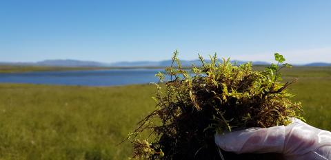 Söfnun tildurmosa (Hylocomium splendens) á Mosfellsheiði