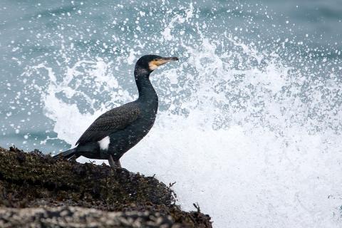 Dílaskarfur (Phalacrocorax carbo)