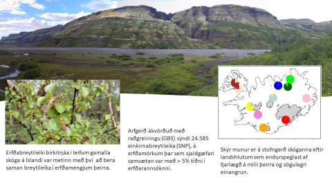 Erfðabreytileiki birkitrjáa í leifum gamalla skóga á Íslandi var metinn með því  að bera saman breytileika í erfðamengjum þeirra.