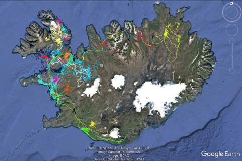 Ferðir 19 ungra arna 1. september til 31. október 2022. Ungar frá árinu 2022 eru þó ekki með enda enn á æskuóðulum.