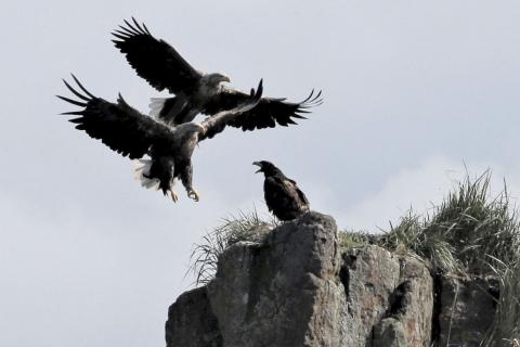 Stálpaður arnarungi fagnar foreldrum sínum