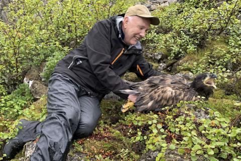 Hallgrímur Gunnarsson hefur klófest síðasta arnarungann sem fékk senditæki sumarið 2022