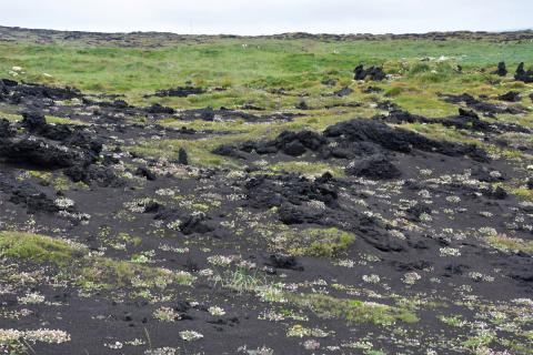 Fuglar hafa haft gríðarlega mikil áhrif á gróðurframvindu í Surtsey. Hér er blómstrandi holurt við jaðar mávavarpsins. 