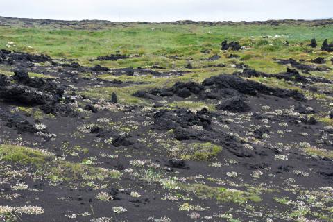 Fuglar hafa haft gríðarlega mikil áhrif á gróðurframvindu í Surtsey. Hér er blómstrandi holurt við jaðar mávavarpsins.