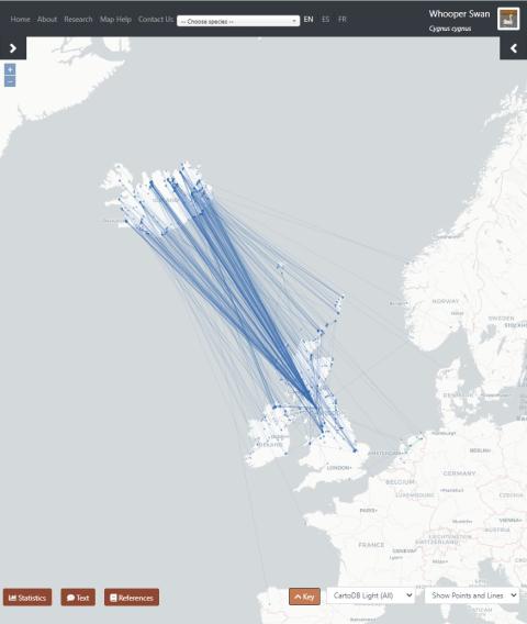 Skjáskot úr evrópska endurheimtuatlasinum sem sýnir ferðir álfta sem merktar voru á Íslandi og Bretlandseyjum.