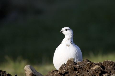 Rjúpa (Laguopus muta).